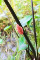 Golden applesnail, Channeled applesnail. Eggs pink color of Golden Applesnail or Channeled Applesnail or Cherry Shell. Snail eggs stick to tree trunks. photo