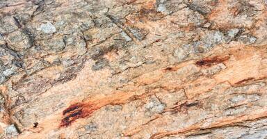 the structure of tree bark close up for background. Wood background. photo