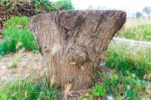 Dry wood surrounded by green grass in nature. photo