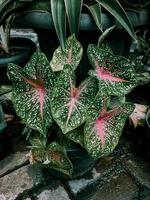 Close up and selective focus of red star taro, view of white dots of red green caladium. Caladium with pot. Ornamental plants in outdoor garden. photo