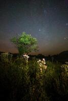 thistle spike balls and small tree on starry summer night night background photo