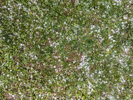 granizo de hielo blanco sobre la hierba verde después de la tormenta de verano foto