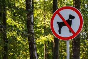 no se permiten perros firmar en el poste en el bosque del parque verde de verano - primer plano con enfoque selectivo y desenfoque de fondo foto