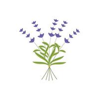 Lavender plant flowers bunch icon, isolated on white background. Vector illustration