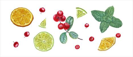 Set of forest berries, citrus and mint branch. Cowberries, lime slices. Watercolor illustration vector