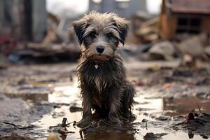 AI generated alone and hungry domestic puppy after disaster on the background of house rubble, neural network generated image photo