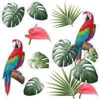 Parrot and tropical leave isolated vector