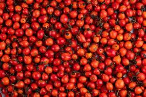 pile of red dog-rose rosehip fruits full frame background and texture photo