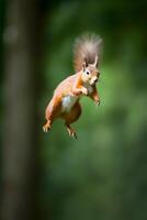 AI generated Eurasian red squirrel Sciurus vulgaris jumping in the forest at summer day, neural network generated photorealistic image photo