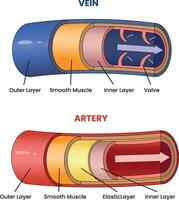 ilustración de vena y artería estructuras diagrama vector