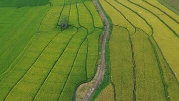 Aerial Views Terrace Fields photo