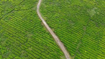 aéreo té plantación foto