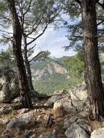 The edge of the cliff with trees growing on it and a view of the stone valley and mountains photo