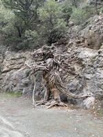 raro escultura de ramas y raíces de un árbol en un escalera en el montañas goynuk cañón foto