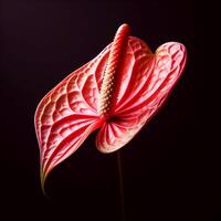 AI generated Anthurium isolated on black background. Flowers and plants in spring. photo