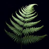 AI generated Fern isolated on black background. Flowers and plants in spring. photo