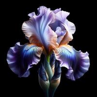 AI generated Blue iris isolated on black background. Flowers and plants in spring. photo