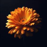 AI generated Chrysanthemum isolated on black background. Flowers and plants in spring. photo