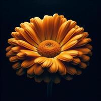 AI generated Chrysanthemum isolated on black background. Flowers and plants in spring. photo