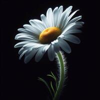 AI generated Daisy isolated on black background. Flowers and plants in spring. photo