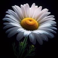 AI generated Daisy isolated on black background. Flowers and plants in spring. photo