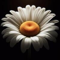 AI generated Daisy isolated on black background. Flowers and plants in spring. photo