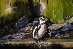 Humboldt Penguin Standing by a Rocky Pool With Algae-Covered Background photo