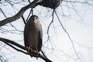 un pájaro sentado en un rama foto