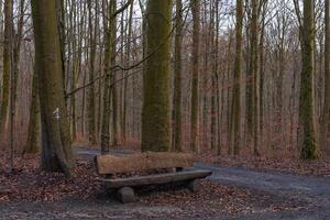 Outdoor wooden picnic table in a forest in autumn photo