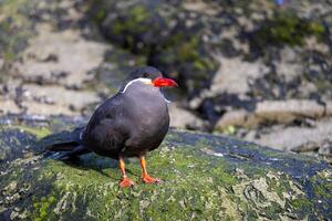 Close-Up Portrait of a Black Inca Tern With a Distinctive Red Beak and White Mustache photo