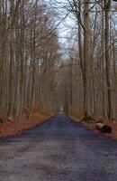 Scenic view of a pathway in a forest on an autumn day photo