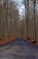 escénico ver de un ruta en un bosque en un otoño día foto