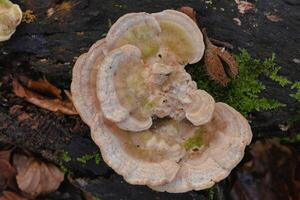 closeup of mushrooms on a tree trunk in a forest photo