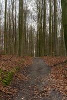 Scenic view of a pathway in a forest on an autumn day photo