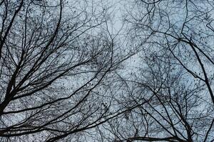 Low angle of bare branches of trees against the cloudy sky in a forest photo