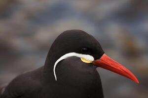 de cerca retrato de un negro inca golondrina de mar con un distintivo rojo pico y blanco Bigote foto