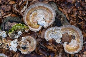 closeup of mushrooms on a tree trunk in a forest photo