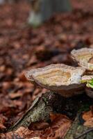 Vertical closeup of mushrooms on a tree trunk in a forest photo