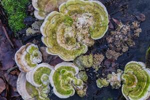 de cerca de verde musgo en el suelo en un bosque foto