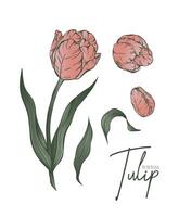 Botanical set line illustration of tulip flowers for wedding invitation and cards, logo design, web, social media and poster, template, advertisement, beauty and cosmetic industry. vector