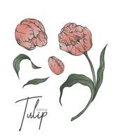 Botanical set line illustration of tulip flowers for wedding invitation and cards, logo design, web, social media and poster, template, advertisement, beauty and cosmetic industry. vector