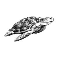 Underwater world clipart with turtle. Graphic illustration hand drawn in black ink. Isolated object EPS vector. vector