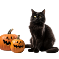 AI generated black cat and pumpkin on transparent background png