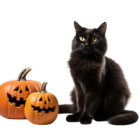 AI generated black cat and pumpkin on transparent background png