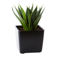 AI generated plant in a pot decoration png