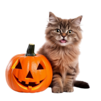 AI generated a cat wearing a witch hat and holding a pumpkin png
