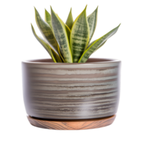 AI generated plant in a pot decoration png