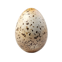 AI generated quail egg on transparent background PNG image