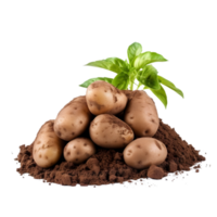 AI generated Potato with soil on transparent background PNG image