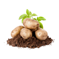 AI generated Potato with soil on transparent background PNG image